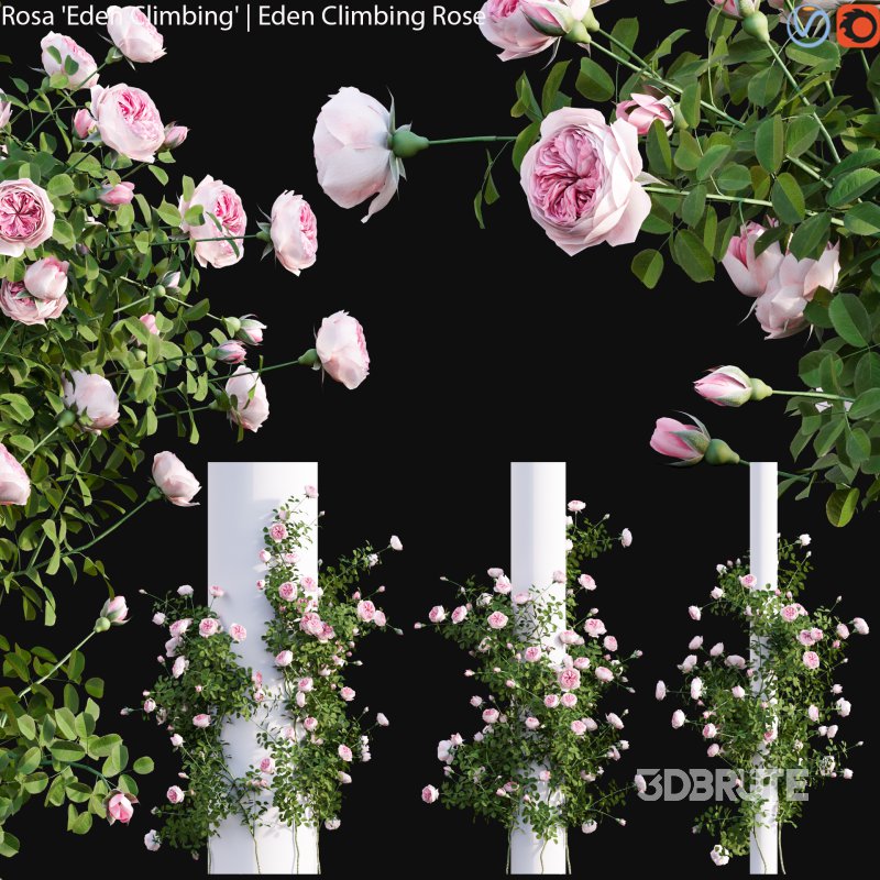 Rosa Eden Climbing – Eden Climbing Rose 02 Image 1