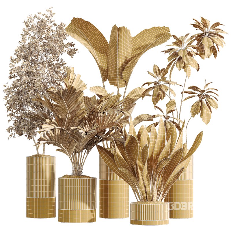 AV Indoor Plants Set 241 Olive Palm Bird Of Paradise Sansevieria Ficus Fig Image 6