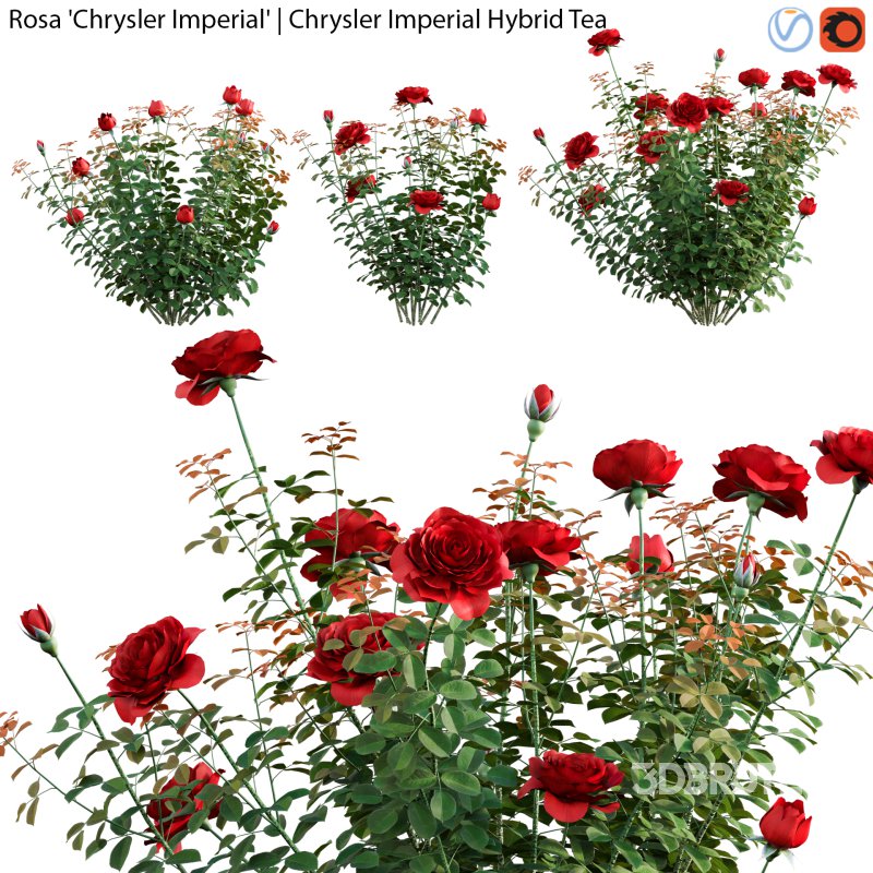 Rose | Rosa Chrysler Imperial | Chrysler Imperial Hybrid Tea 01 Image 1