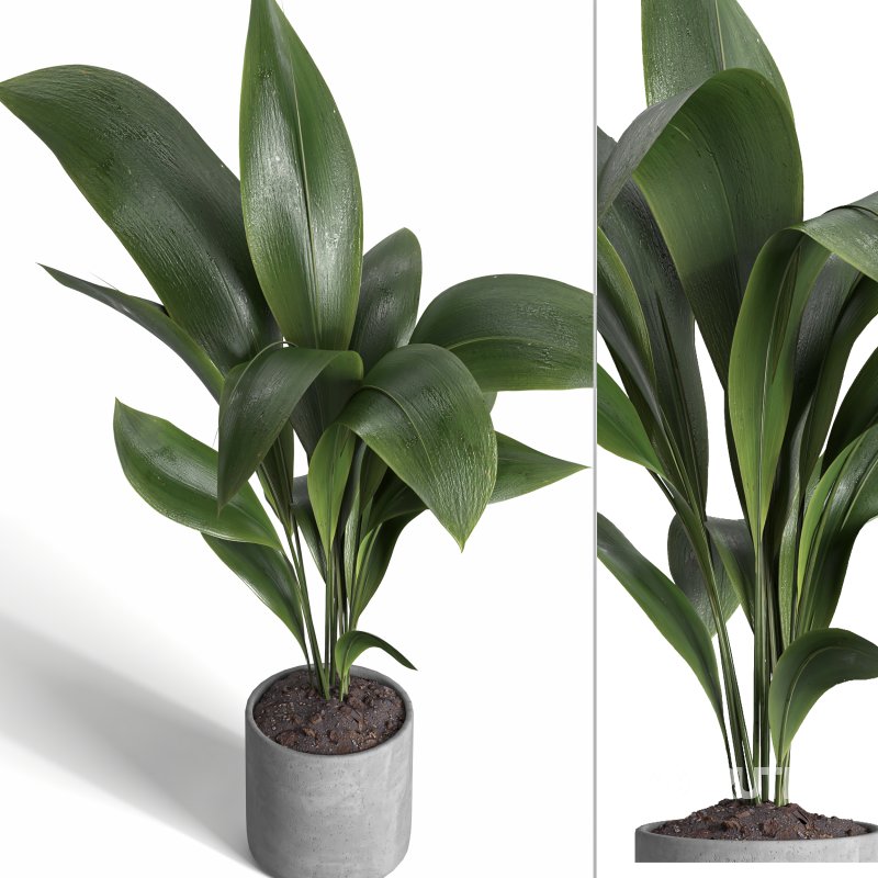 indoor plant 021 Image 2