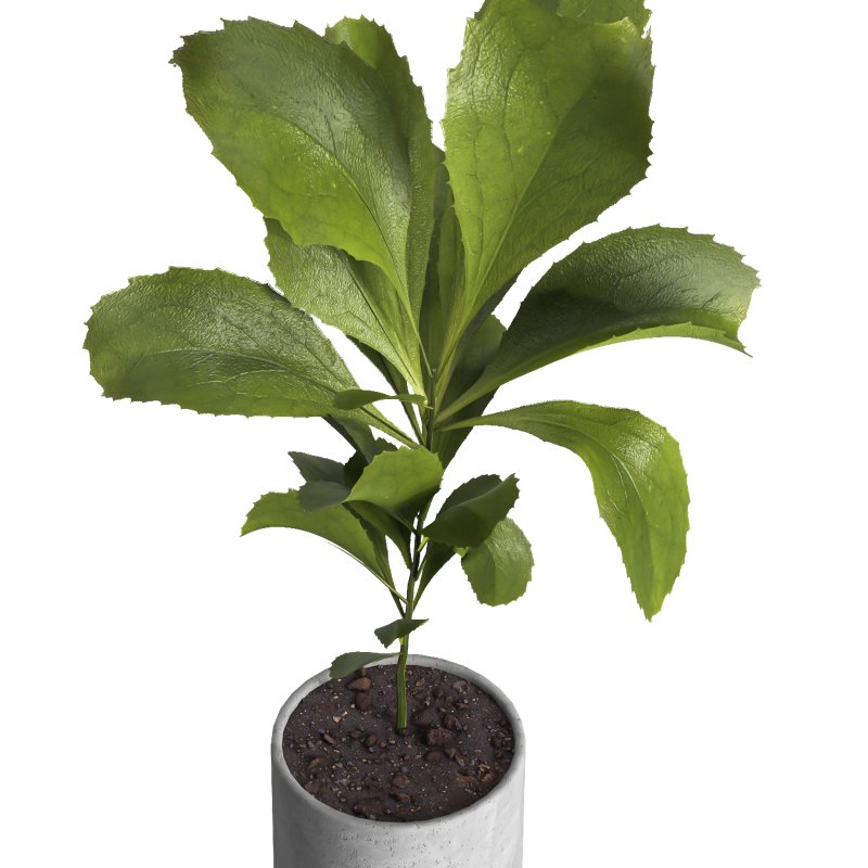 indoor plant 024 Image 3