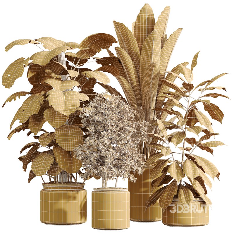 AV Indoor Plants Set 243 Swiss Cheese and Mission Olive and Bird Of Paradise and Ficus African Fig Image 6