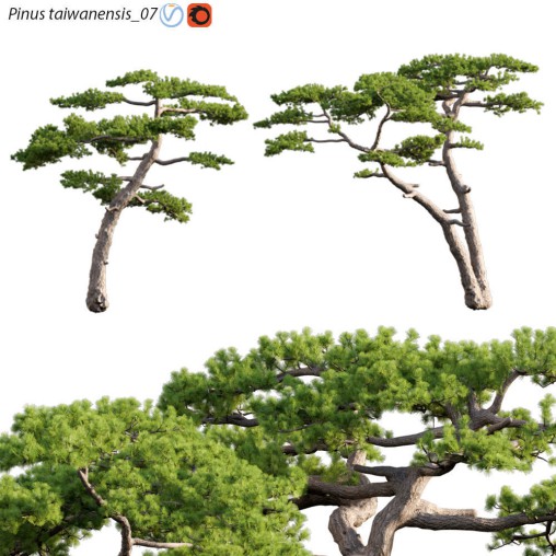 Pinus taiwanensis – Taiwan red pine – Pine 07
