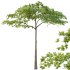 Acer Pseudoplatanus Tree 07 - Thumbnail 5
