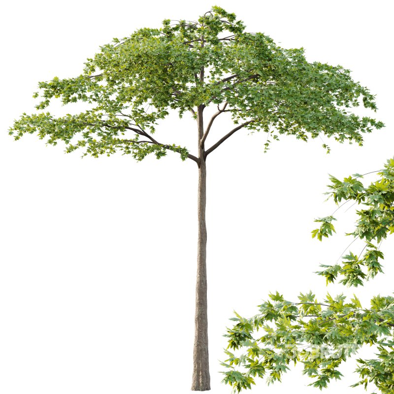 Acer Pseudoplatanus Tree 07 Image 5