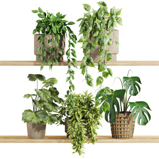 plants set on shelf