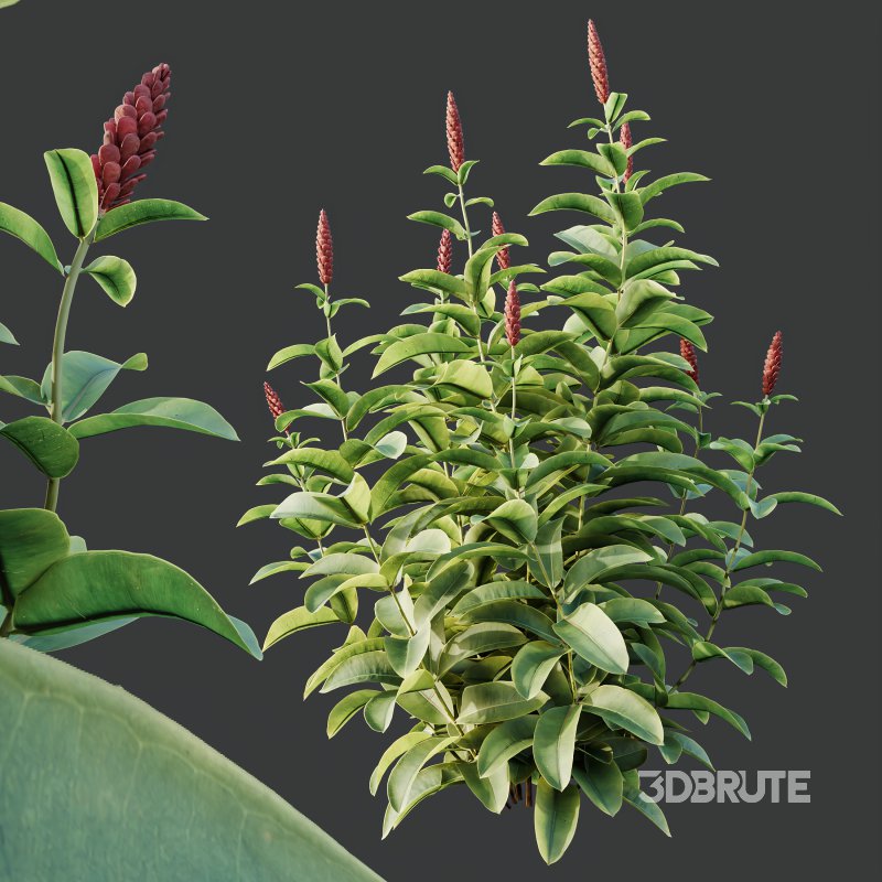 ntal richness. The Rhododendrons burst with densely packed floral spheres in rich pink, purple, and blue tones, while the Crape Ginger displays upward-pointing crimson buds atop lush, lance-shaped foliage. Image 7