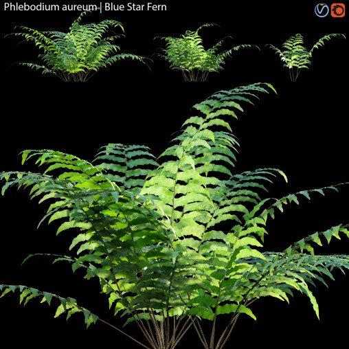 Phlebodium aureum – Blue Star Fern – 02