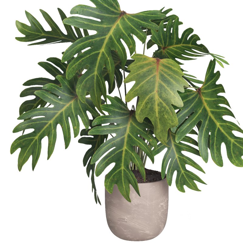 Indoor plant 014 Image 3