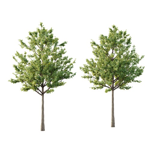 Acer Pseudoplatanus Tree 02