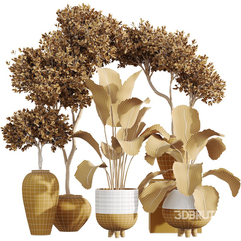 AV Indoor Plants Set 237 Mission Olive Tree and Calathea Lutea Cuban Cigar Image 8