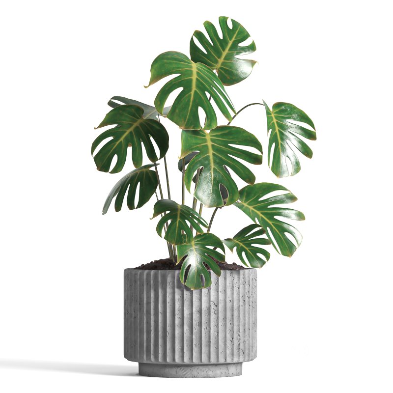 indoor plant 034 Image 4