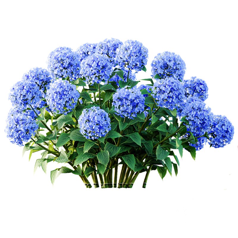 ntal richness. The Rhododendrons burst with densely packed floral spheres in rich pink, purple, and blue tones, while the Crape Ginger displays upward-pointing crimson buds atop lush, lance-shaped foliage. Image 4