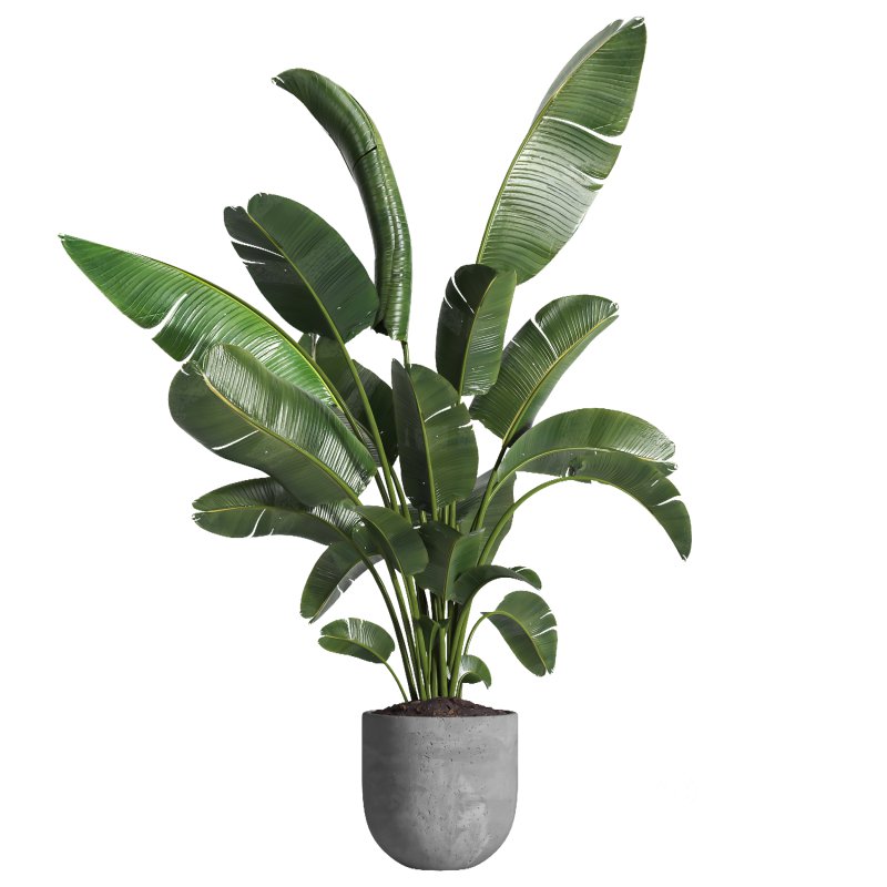 indoor plant 030 Image 3