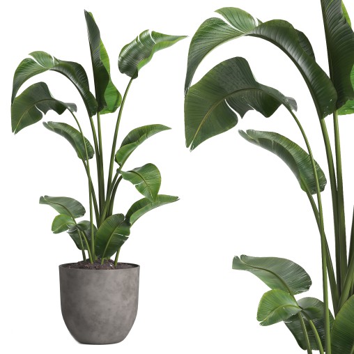 indoor plant 09