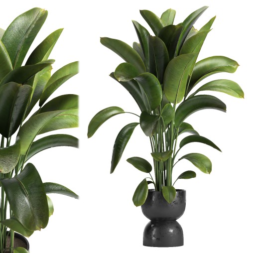 Indoor plant 012