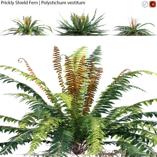 Prickly Shield Fern – Polystichum vestitum – 01
