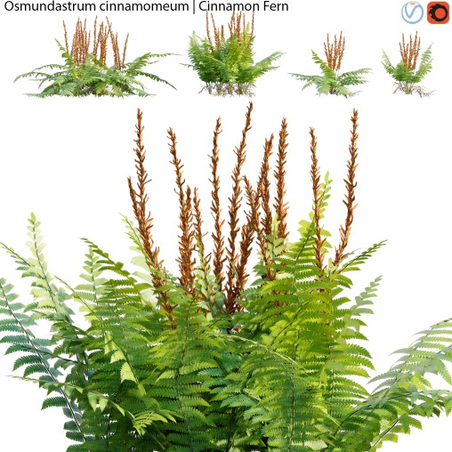 Osmundastrum cinnamomeum – Cinnamon Fern – 01