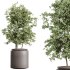 AV Indoor Plants Set 243 Swiss Cheese and Mission Olive and Bird Of Paradise and Ficus African Fig - Thumbnail 2