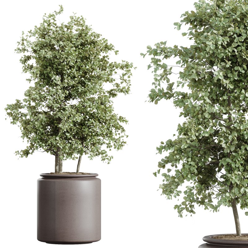 AV Indoor Plants Set 243 Swiss Cheese and Mission Olive and Bird Of Paradise and Ficus African Fig Image 2