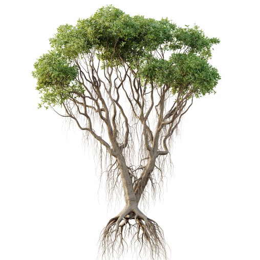 AV Plants Mangrove Gray Avicennia Marina06