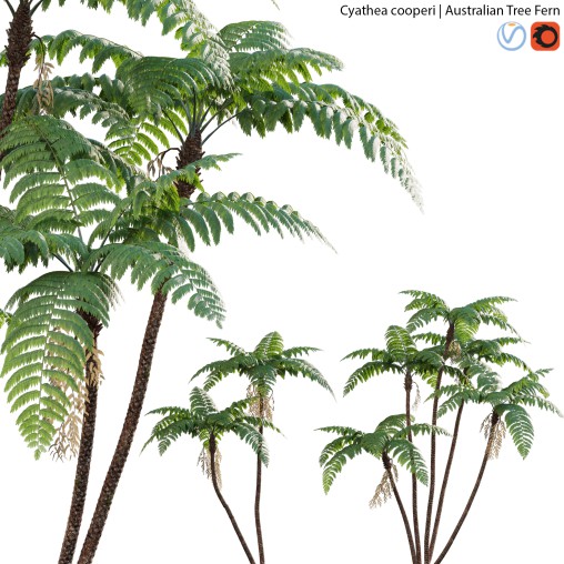 Cyathea cooperi – Australian Tree Fern – 01