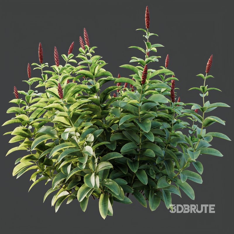 ntal richness. The Rhododendrons burst with densely packed floral spheres in rich pink, purple, and blue tones, while the Crape Ginger displays upward-pointing crimson buds atop lush, lance-shaped foliage. Image 6