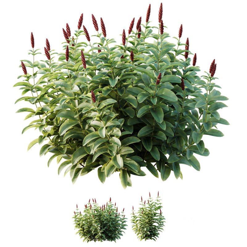 ntal richness. The Rhododendrons burst with densely packed floral spheres in rich pink, purple, and blue tones, while the Crape Ginger displays upward-pointing crimson buds atop lush, lance-shaped foliage. Image 2