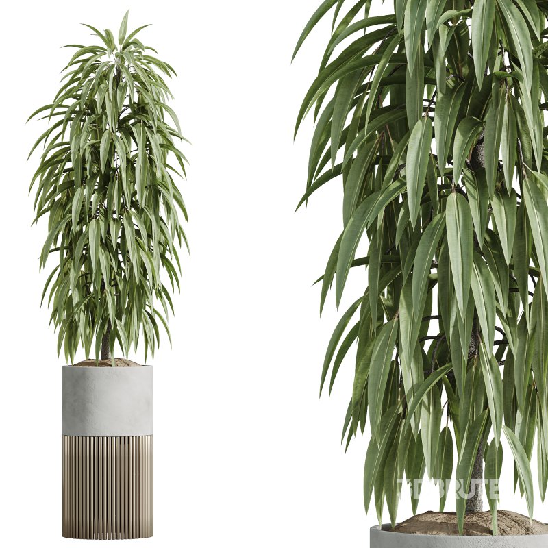 AV Indoor Plants Set 246 Ficus Braid and Beech Olea and Bonsai Pinus and Spineless Yucca and Olive Image 5