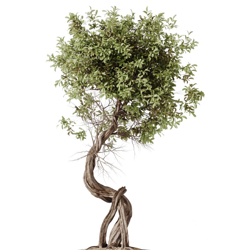 ntal delicacy. Image 6