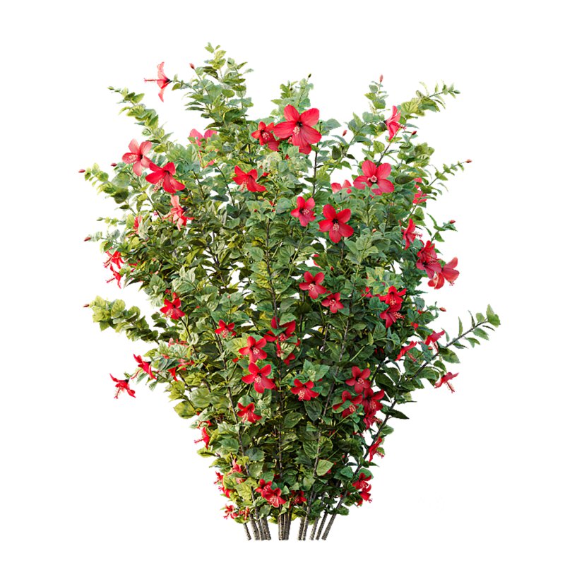 AV Spring Bushes Hibiscus Rosa Sinensis Red Chinese and Abelia Radiance Sherwood Image 4