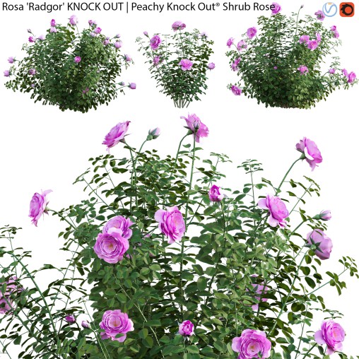 Rosa Radgor KNOCK OUT | Peachy Knock Out Shrub Rose 01