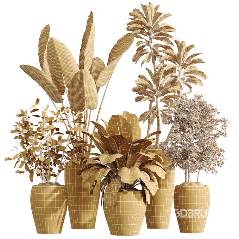 AV Indoor Plants Set 242 Euphorbia Sunshine and Wilsonii Olive and China Orange Tree and Ficus Elastica and Fittingly Elephant Image 6