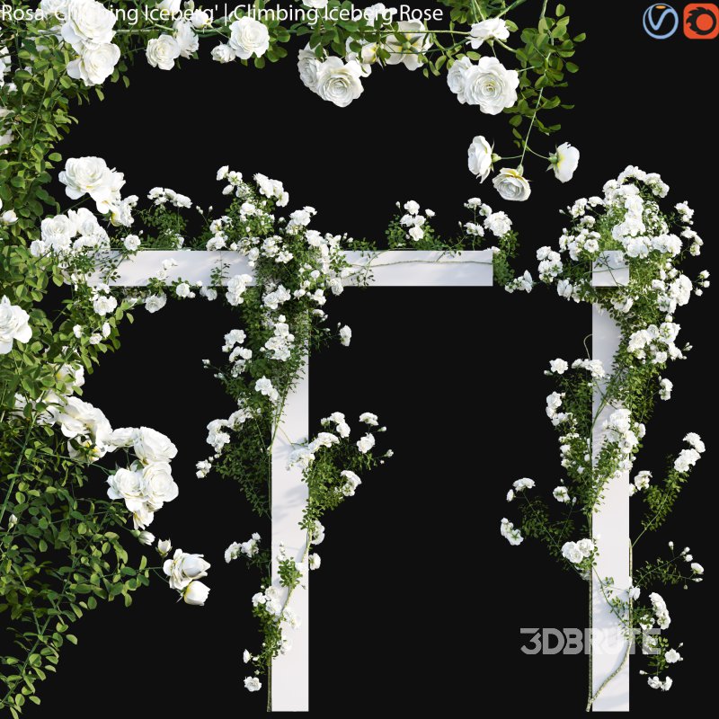 Climbing Iceberg Rose 02 Image 1