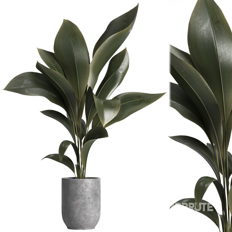 indoor plant 029 Image 2