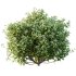 ntal bushes are ideal for Mediterranean-style gardens, urban landscaping, or natural architectural visualizations. - Thumbnail 3