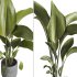 indoor plant 028 - Thumbnail 4