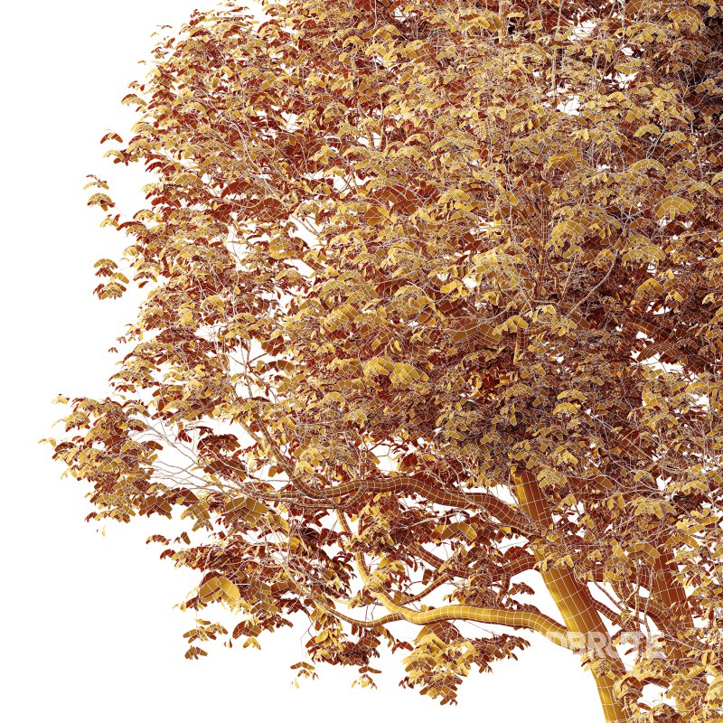 AV Plants Celtis laevigata Sugarberry Hackberry02 Image 3