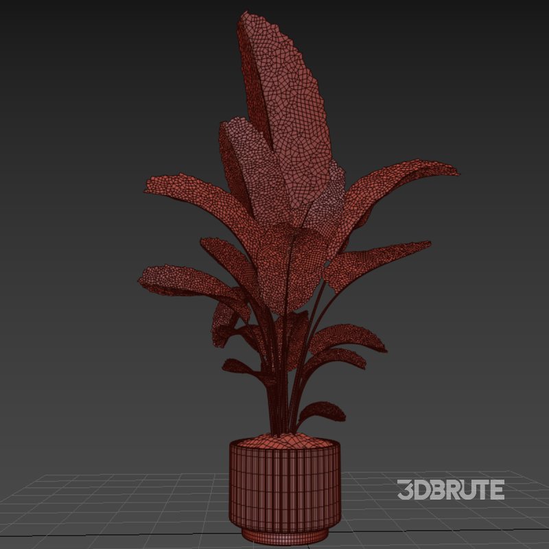 Indoor plant 017 Image 5