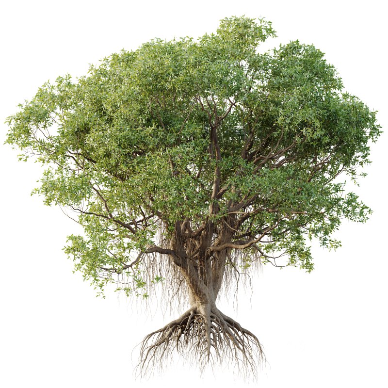 AV Plants Mangrove Gray Avicennia Marina03 Image 2