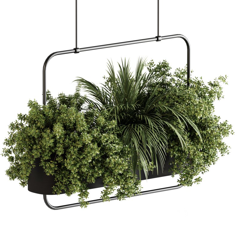 Indoor plants- Hanging Plants in Box- set178 Image 5