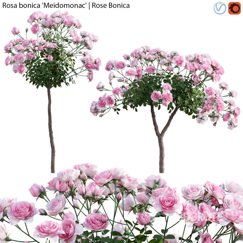 Rose | Rosa bonica Meidomonac | Rose Bonica – 02 Image 1