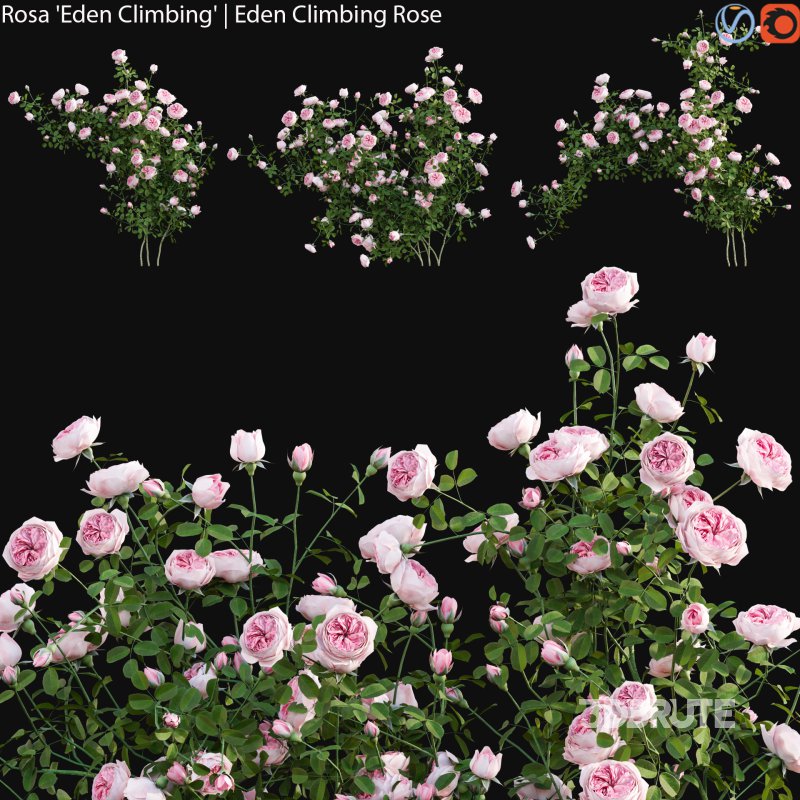 Rosa Eden Climbing – Eden Climbing Rose 01 Image 1
