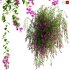 Bougainvillea – 06 - Thumbnail 1
