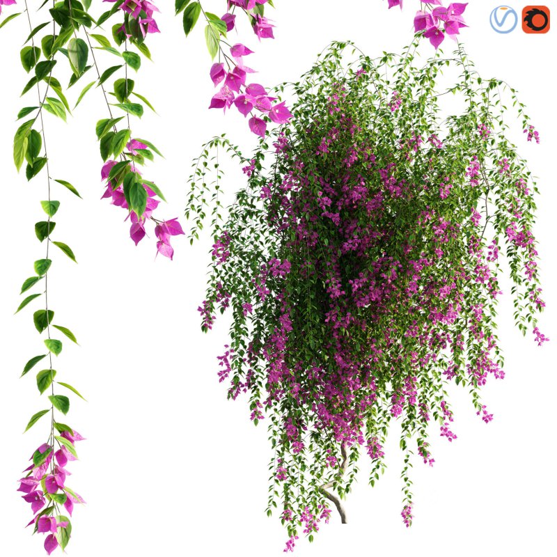 Bougainvillea – 06 Image 1