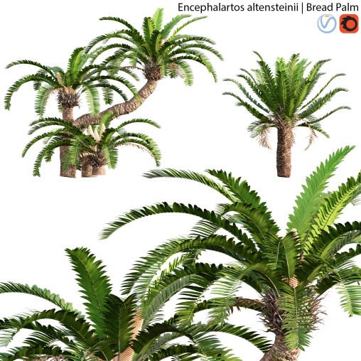 Encephalartos altensteinii – Bread Palm – 01
