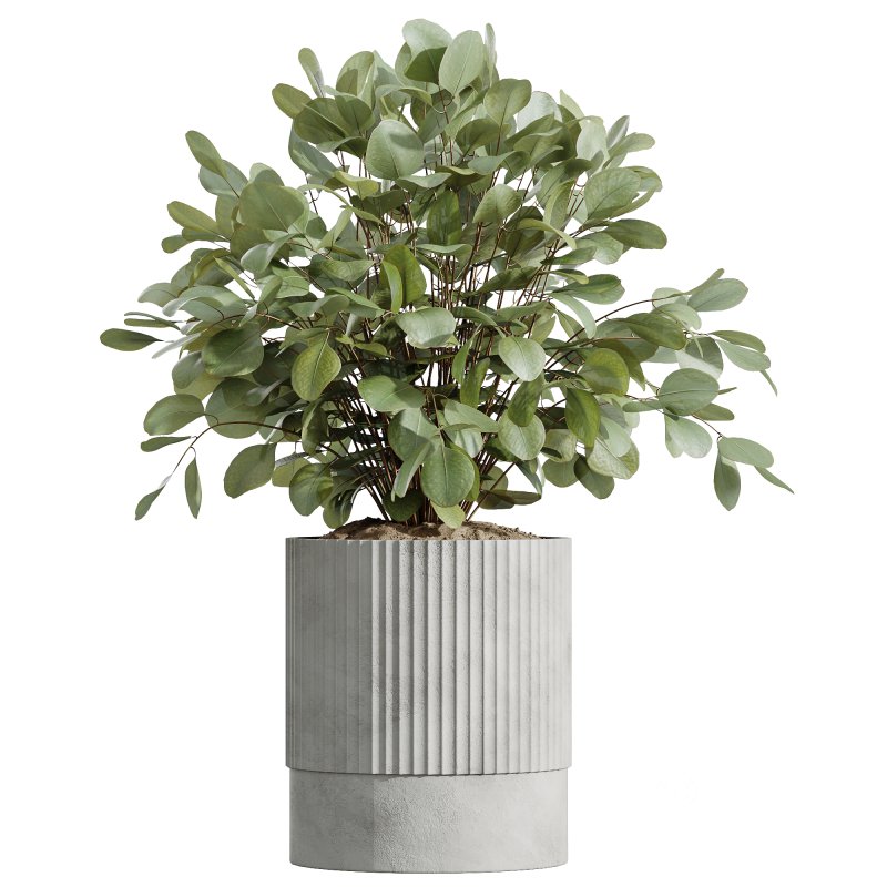 AV Indoor Plants Set 245 Bird Of Paradise Lime Cane Olive Branche Cast Iron Plant Image 3