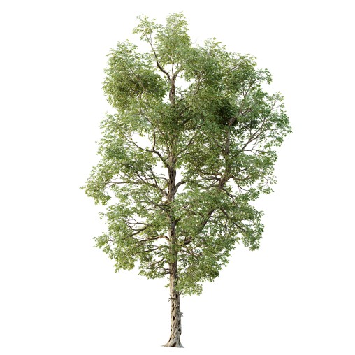 AV Plants Carya Glabra Ovalis Caryer Rouge Hickory02