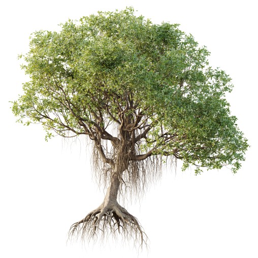 AV Plants Mangrove Gray Avicennia Marina