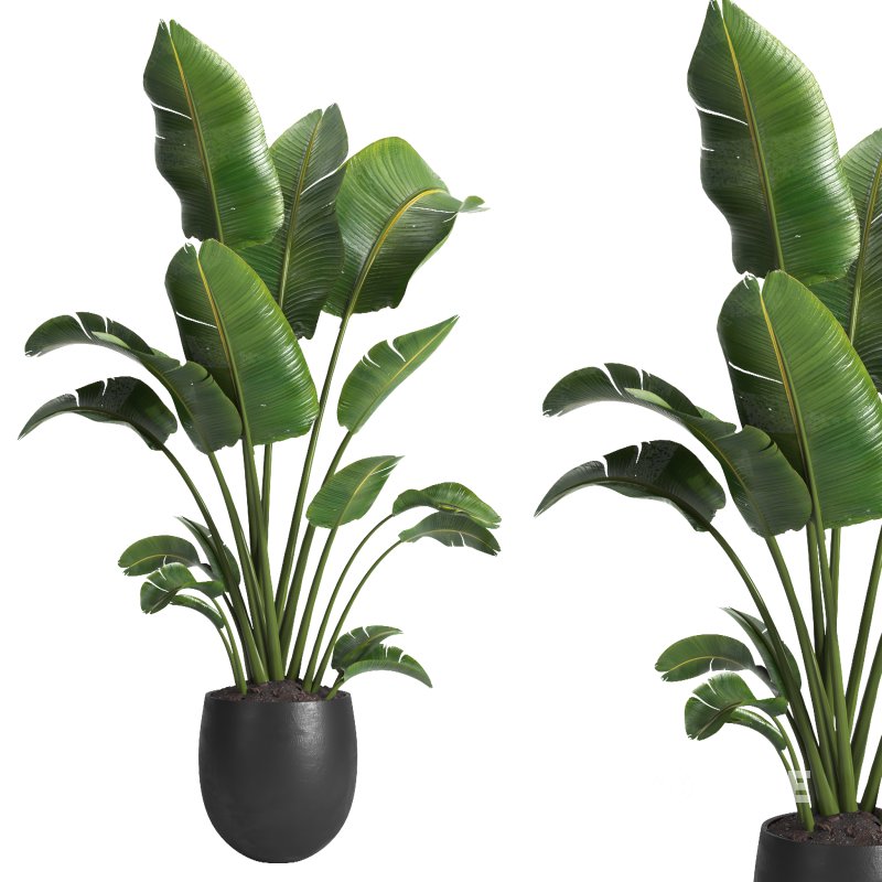 indoor plant 10 Image 1